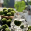 Marimo Moss Balls