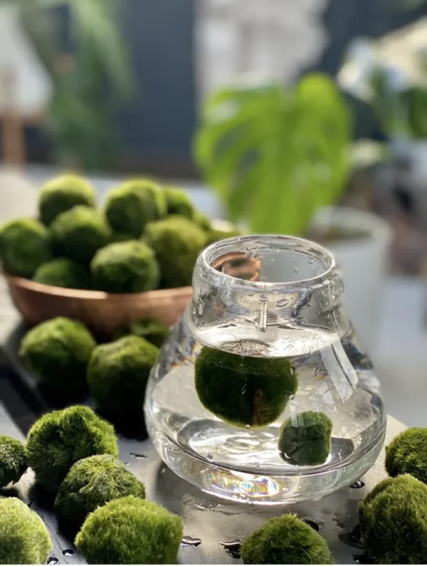 Marimo Moss Balls