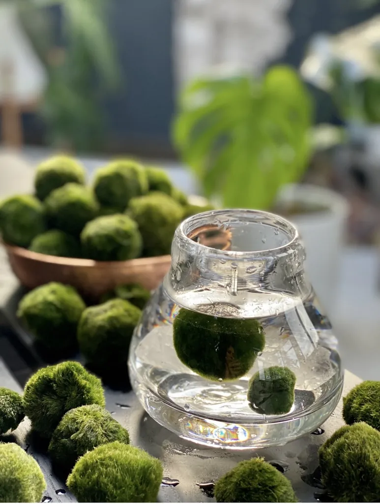 Marimo Moss Balls
