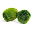 Small Marimo Moss Ball 2-3 cm – Aquarium Cladophora