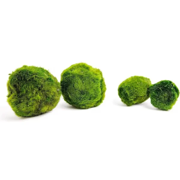 Medium Marimo Moss Ball 3-4 cm – Natural Fish Tank Decor