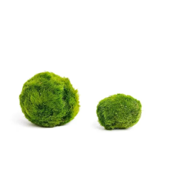 Small Marimo Moss Ball 2-3 cm – Aquarium Cladophora