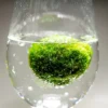 Mini Marimo Moss Ball 1-2 cm – Live Aquarium Plant