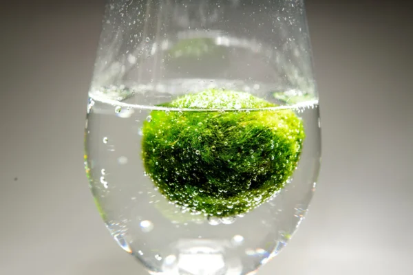 Mini Marimo Moss Ball 1-2 cm – Live Aquarium Plant