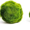 Small Marimo Moss Ball 2-3 cm – Aquarium Cladophora