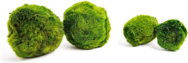 Small Marimo Moss Ball 2-3 cm – Aquarium Cladophora